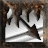 Immolation Arrow